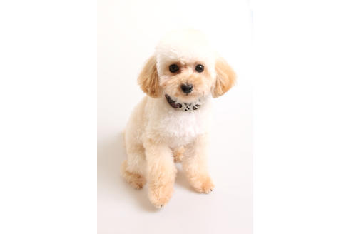 販売中のティーカッププードルの親犬